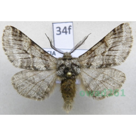 Lycia hirtaria (Clerck, 1759) male Krępak nalipek, włochacz nalipek Poland34f